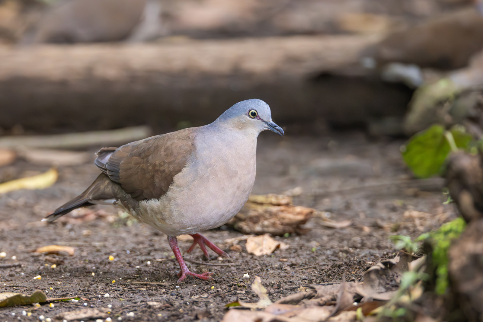 image Grey-headed Dove